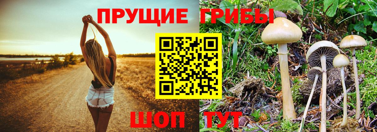Рязань  Псилоцибиновые грибы GOLDEN TEACHER  Галлюциногенные грибы Psilocybe  Вход с VPN 